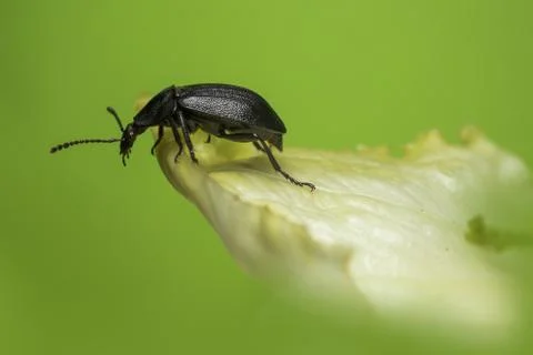 The black beetle Foto stock