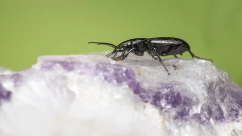 The black beetle Foto stock