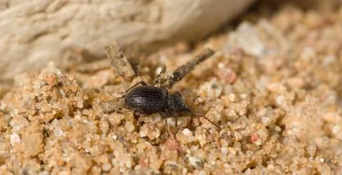 The black beetle Stock Photos