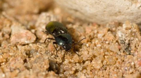 The black beetle Stock Photos