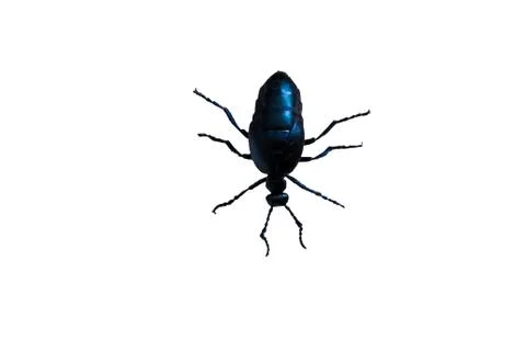 Black Beetle Stock Photos