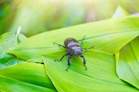 Black beetle Stock Photos