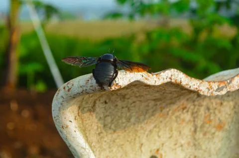 Black beetle Stock Photos