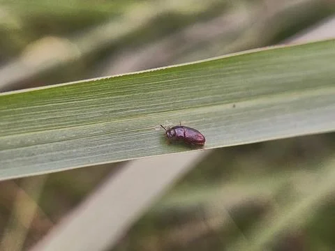 Black beetle Stock Photos
