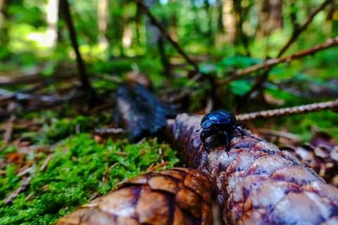 Black beetle on pinecones with moss in a forest Stock Photos