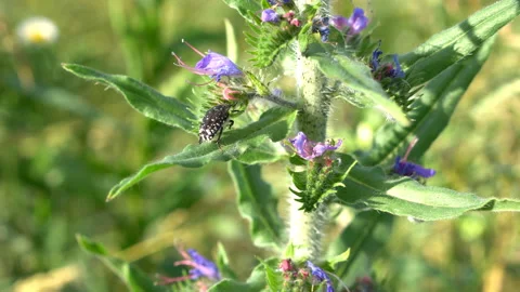 Black beetle on a plant Stock Footage 201389590