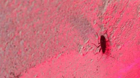 Black beetle on a red and blue background Stock Footage 82299001