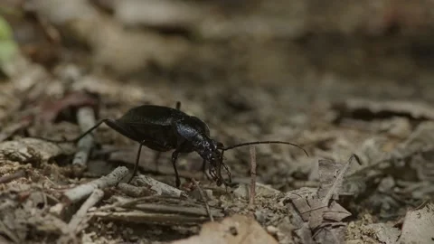 Black beetle remains motionless while ants investigate. Stock Footage 195375306