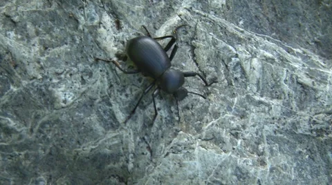 Black Beetle on a rock 스톡 동영상 1666190