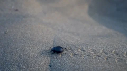 Black beetle running sand dune, close-up Stock Footage 283542425