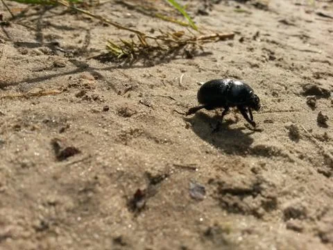Black beetle on the sand 1 Stock Photos