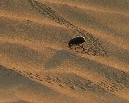  Black beetle in sand desert Stockbeeldmateriaal 401577