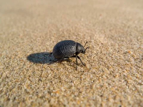 Black beetle on sand Stock Photos