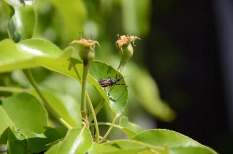 Black beetle sitting on the leaf tree Stock Photos