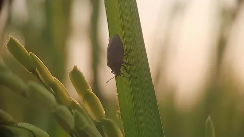 Black Beetle Sitting On The Top Of The Rice Swaying. Vídeo Stock 168091439