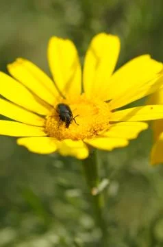 Black beetle spring flower Stock-Fotos