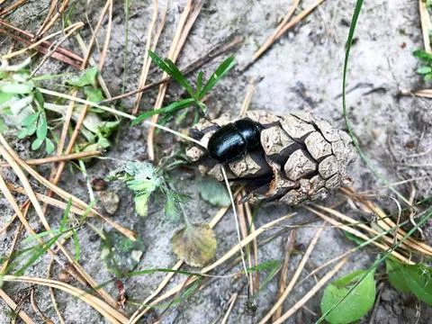 Black beetle on spruce cone. Stock Photos