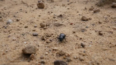 Black Beetle Stink Bug Crawling Desert Stock Footage 261910531