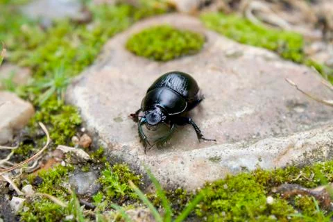 Black beetle on a stone Stock Photos