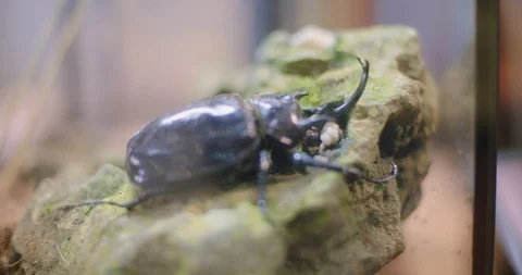 Black Beetle in Tank Stock-Footage 104581416