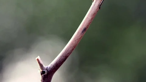 Black beetle on a tree branch Stock Footage 69789466