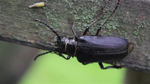 Black beetle tree Stock Footage 88331304