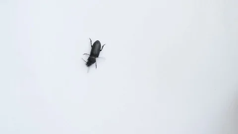 Black beetle tries to find its way Stock Footage 71120982