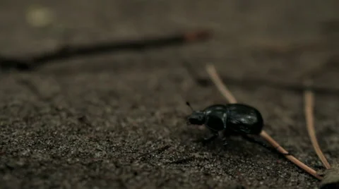 BLACK BEETLE WALK THROUGH THE FOREST Stock Footage 68755795