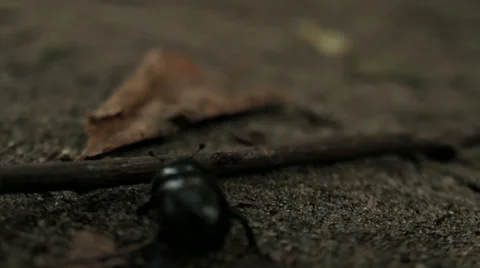 BLACK BEETLE WALK THROUGH THE STICK Stock Footage 68755675
