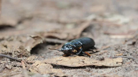 Black beetle walking forward across natural habitat 스톡 동영상 129858866