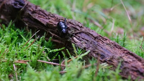 Black beetle walking on mossy forest log, wildlife nature video closeup-23 9 Stock Footage 333973661