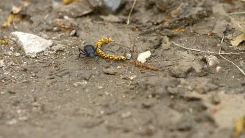 Black Beetle Walking in the Sand 4K Stock Footage 102356187