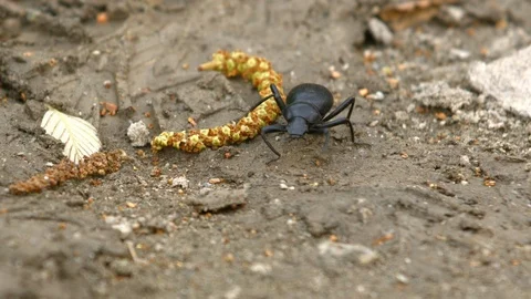 Black Beetle Walking in the Sand Stock Footage 102355630