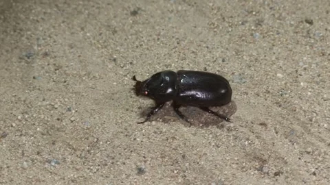 Black Beetle Walking on Sandy Ground Close Up Stock Footage 327982251