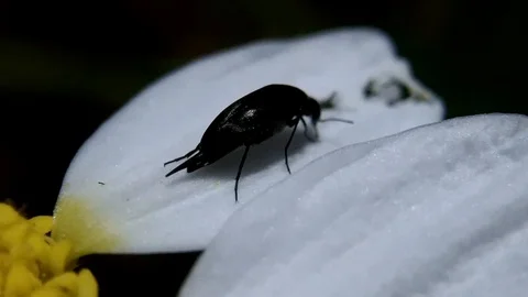 Black Beetle Walking on White Flower Petal – Macro Insect Close-Up Stock Footage 104306121