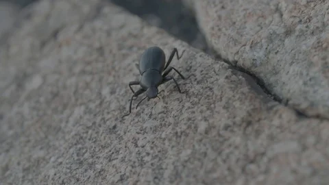 A black beetle walks down a stone surface in slow motion Stock Footage 90817144