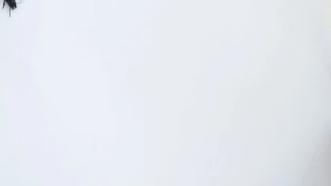 Black beetle walks on left margin of the video Stock Footage 71120347