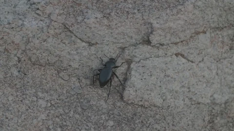 A black beetle walks up a stone surface in slow motion Stock Footage 90817264