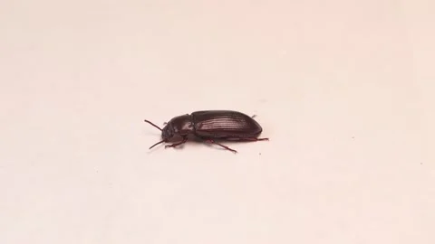Black beetle on white background | mealworms. Stages of the mealworm, adult Stock Footage 148498301