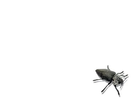 Black beetle on white background. Stock Photos