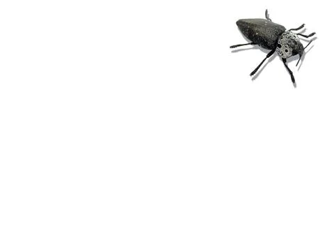 Black beetle on white background. Stock Photos