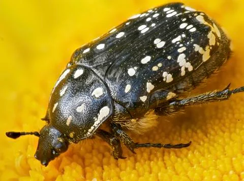 Black beetle with white spots Stock Photos