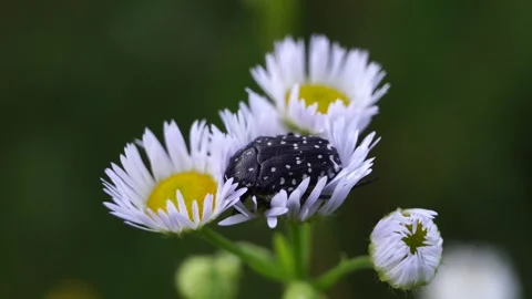 A black beetle with white spots rests on a daisy flower Stock Footage 279943744