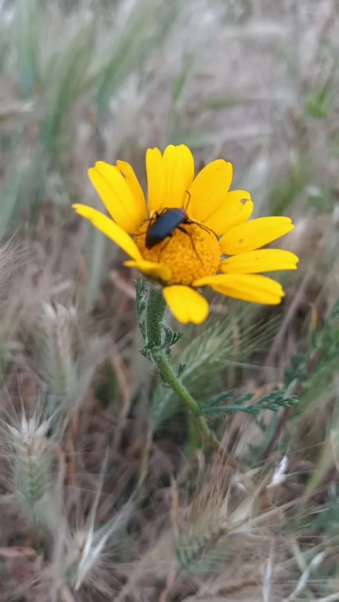 Black beetle on yellow flower Stock Footage 303424447