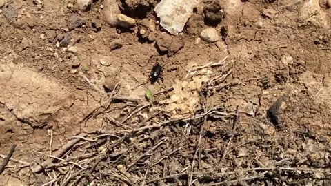 Black Beetles Crawling on Soil Stock Footage 310429699