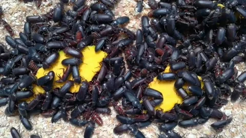 Black Beetles Farm Pests. Stock Footage 228802563
