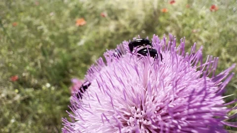 Black Beetles Feeding and Mating on Purple Thistle Flower Macro Stock Footage 337332293