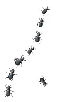 Black Beetles Marching In A Line 库存照片