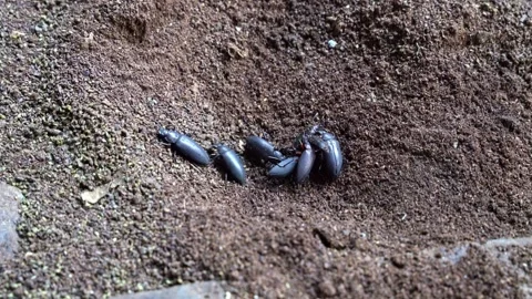 Black beetles on moist soil inside Peruvian jungle caves inhabited by bats Stockbeeldmateriaal 323212283