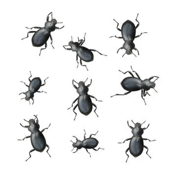 Black Beetles Fotos de archivo